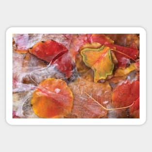 Cottonwood Frozen Leaves Sticker